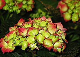 八仙花,花園,開花