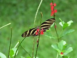 蝴蝶,花卉園,熱帶蝴蝶