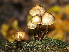 蘑菇,森林,秋季