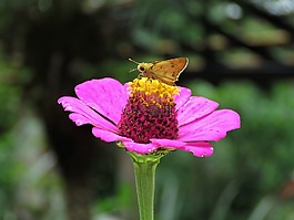 蝴蝶,花卉園,熱帶蝴蝶