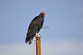 鳥,zopilote,黑