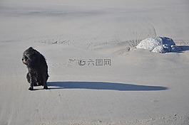 狗,海灘,動(dòng)物