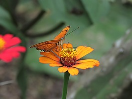蝴蝶,花卉園,熱帶蝴蝶