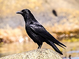 烏鴉,腐尸烏鴉,鳥