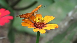 蝴蝶,花卉園,熱帶蝴蝶