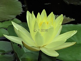 蓮花,池塘花,黃色花