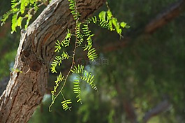 枝杈,樹,自然