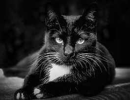 猫,猫的,关闭了