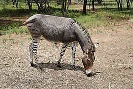zonkey,斑馬,驢