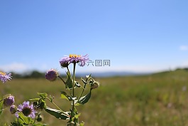 鮮花,紫色,戶外