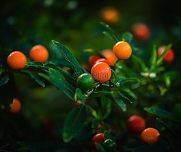 漿果,多彩,異國(guó)情調(diào)