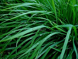 草,綠色,露水