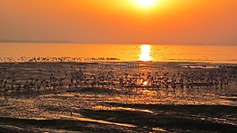 火烈鳥,海灘,日出