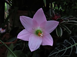 嬌嫩的花,粉紅色的花,熱帶花卉
