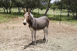 zonkey,斑馬,驢