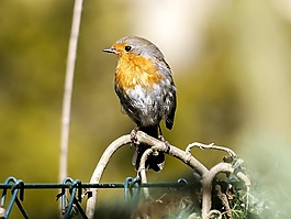 羅賓,鳥,鳴鳥