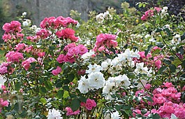buisson de玫瑰,玫瑰,粉色