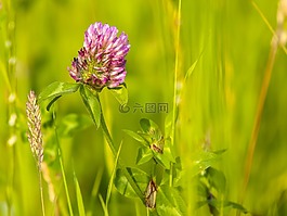 紅三葉草,克萊,花
