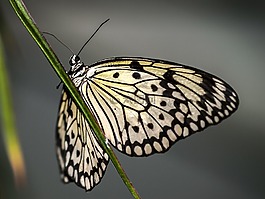 蝴蝶,昆蟲,性質(zhì)