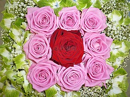 玫瑰,鮮花,花