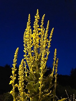 花,黃色,黃色的花