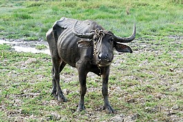 動(dòng)物,亞洲,水牛