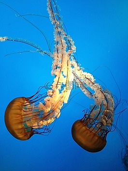 海蜇,水族館,野生動(dòng)物