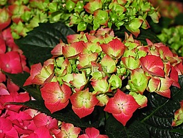 八仙花,花園,開(kāi)花
