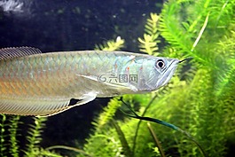 銀arovana,osteoglossum bicirrhosum,魚