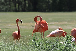 弗拉明戈,動(dòng)物園,鳥(niǎo)類(lèi)