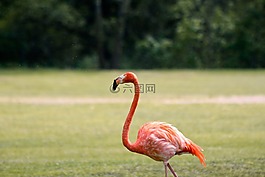 弗拉明戈,動物園,鳥