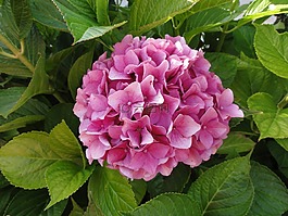 繡球花,粉色,鮮花