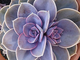 美味多汁,花园,植物