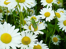 蚱蜢,雛菊,昆蟲