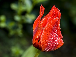 郁金香,花,開(kāi)花