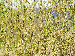 牧場,樹,開花
