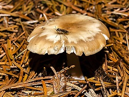 蘑菇,森林,秋季