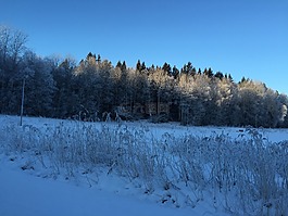 森林,雪,瑞典