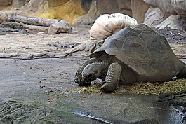 龜,動(dòng)物,動(dòng)物園