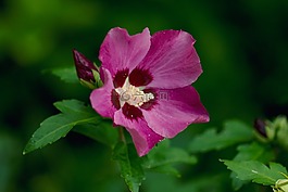 花,紫,花園