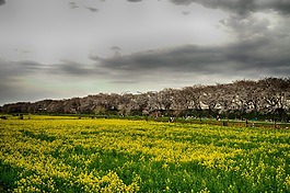gongendo 公园,日本,樱桃树