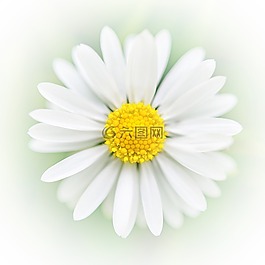 艺术,雏菊,花