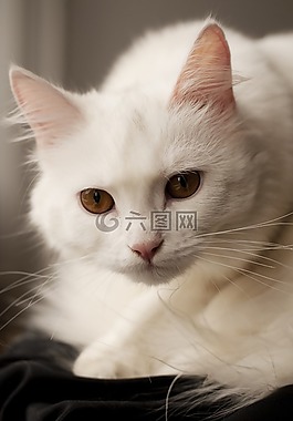 貓,可愛,動物