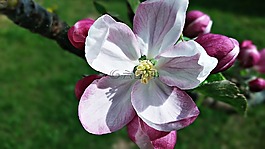 花,樹(shù),春
