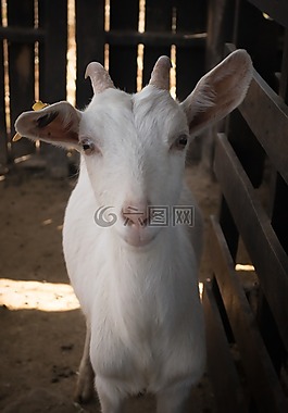 農(nóng)場(chǎng),哺乳動(dòng)物,牲畜