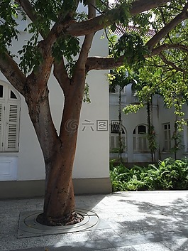 树,建设,夏时制
