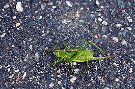 金鐘,蚱蜢,tettigonia viridissima
