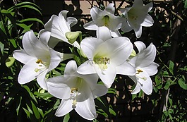 白,夏天,百合花