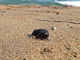 海,地中海,甲殼蟲