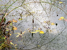 水,性質(zhì),鏡像